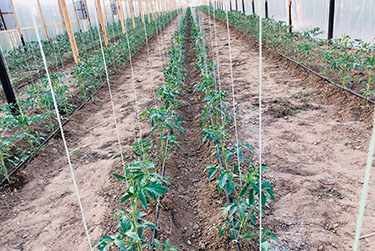 Tomato Greenhouses
